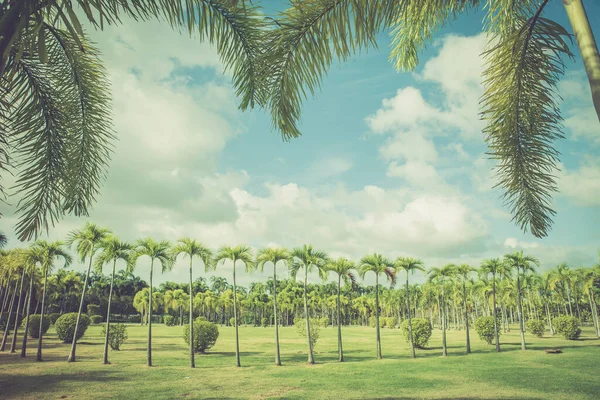 Park Palmami Keři Trávníky Proti Tyrkysové Obloze Rámeček Zelených Palmových — Stock fotografie