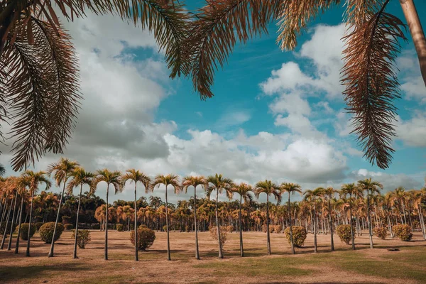 Park Palmami Keři Trávníky Proti Tyrkysové Obloze Rámeček Zelených Palmových — Stock fotografie