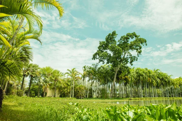 Park Palmami Stromy Zelené Jezero Lilie Proti Teal Nebe Letní — Stock fotografie