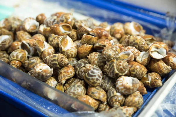 Sea Snails Lie Bowl Sale Royalty Free Stock Images
