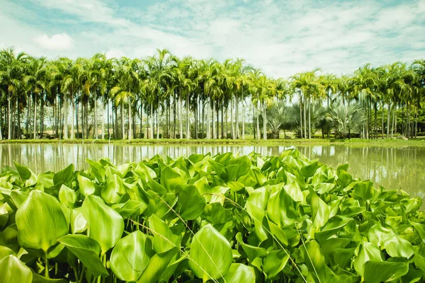 Park Mit Üppigen Palmen Und Einem Grünen See Vor Blauem Stockfoto