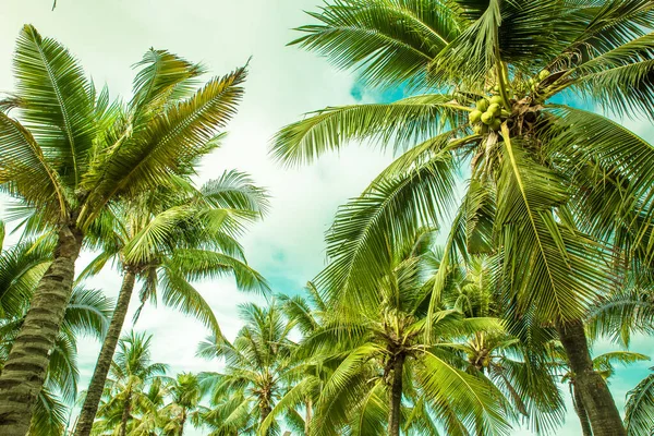 Zielone Palmy Kokosowe Pod Ciemnym Niebem Tropikalne Tło Pięknymi Palmami — Zdjęcie stockowe