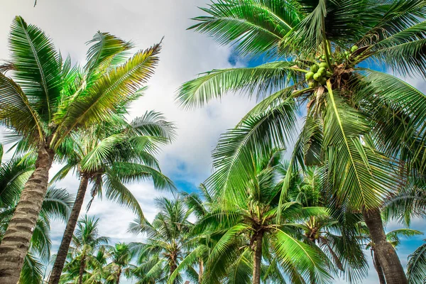 Nasycené Zelené Palmy Proti Modré Obloze Tropické Pozadí Krásnými Palmami — Stock fotografie