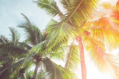 Açık gökyüzüne karşı güneşli palmiye ağaçlarının klasik görüntüsü, rüya gibi..