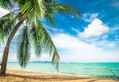 Turkuaz denizinin arka planında parlak yeşil bir palmiye ağacı ve Tayland kıyılarında mavi gökyüzü..