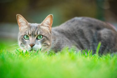 Kedi çimlerin üzerine uzanır ve dikkatle bakar. Yerden düşük açılı çekim, seçici odaklanma