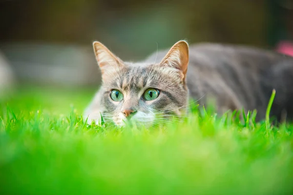 A gray domestic cat hunts in the grass. The cat lies and stares attentively with wide eyes just before the attack, ready to pounce.