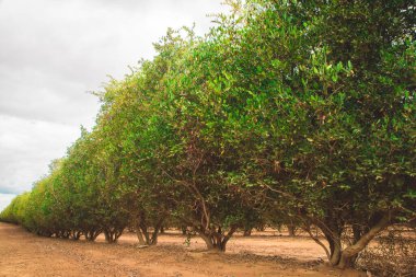 Yeşil yapraklı jojoba çalılarının fidanlığı. Jojoba yağı üretimi için ticari olarak yetiştirilir..