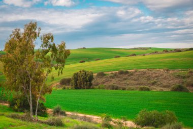 Yeşil tepeleri ve beyaz bulutların arkasında otlakları olan güzel bir manzara. Kışın Ruhama Çorak Toprakları, Kuzey Negev Çölü, İsrail.