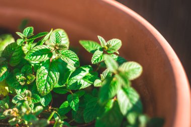 Bir tencerede naneli şeker yetiştiriyorum, taze nane yaprağı.