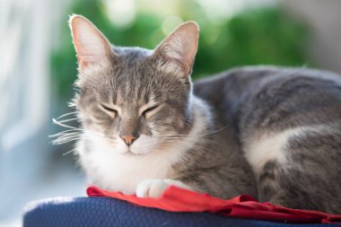 Pencerenin yanındaki yastıkta uyuyan kedi. Evcil hayvan gün ışığında evde kestiriyor. yakın plan portre