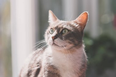 Kedi, gün ışığının aydınlattığı açık, geniş gözlerle yukarı bakıyor.