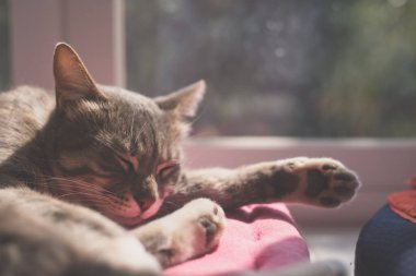 Pencerenin yanındaki yastıkta uyuyan kedi. Evcil hayvan gündüzleri evde kestiriyor..