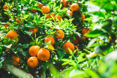 Mandallı bir ağacın dalları ve olgun sulu meyveler. Doğal meyve arka planı..