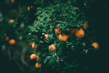Olgun sulu meyvelerle mandallı ağaçlar. Açık havada doğal meyve arka planı koyu yeşil tonlarda..