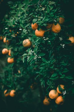 Olgun sulu meyvelerle mandallı ağaçlar. Açık havada doğal meyve arka planı koyu yeşil tonlarda..