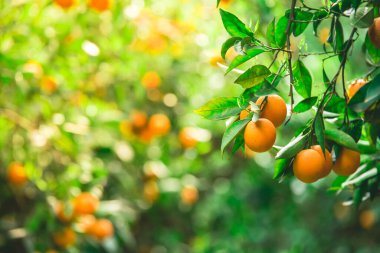 Olgun meyvelerle dolu portakal ağacı dalları. Doğal meyve arka planı.