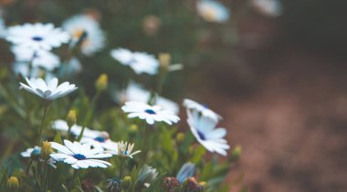 Çiçek tarlasını kapat. Eski tebrik kartı konsepti. kopyalama alanı, seçici odak
