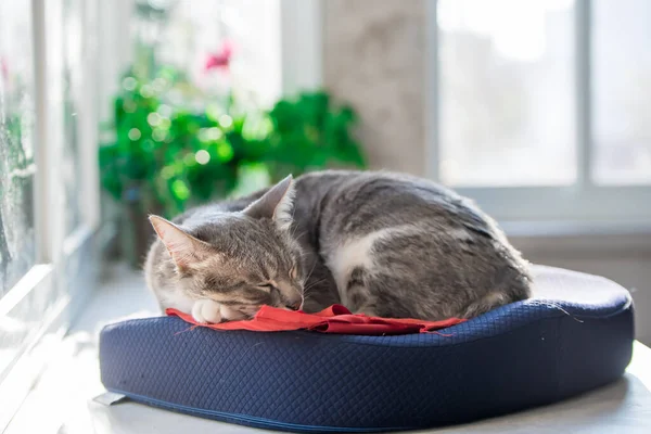 Katten Sover Kudde Vid Fönstret Sällskapsdjur Som Sover Hemma Dagsljus — Stockfoto