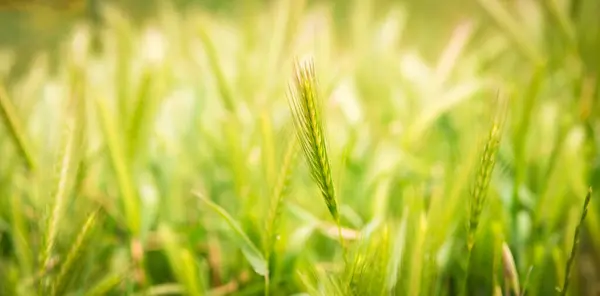 Green Barley Cereals Close Blurred Greenery Background Selective Focus Bokeh — Stock Photo, Image