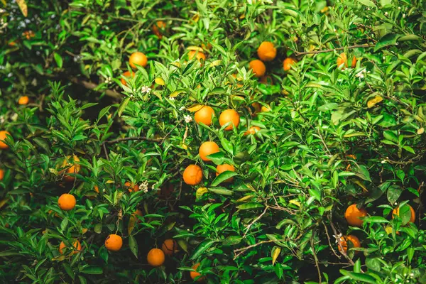 Апельсиновый Сад Зелеными Листьями Спелыми Фруктами Апельсиновый Сад Спелыми Цитрусовыми — стоковое фото