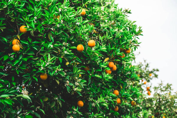Orange garden with green leaves and ripe fruits. Orange orchard with ripening citrus fruits. Natural fruit background outdoors.