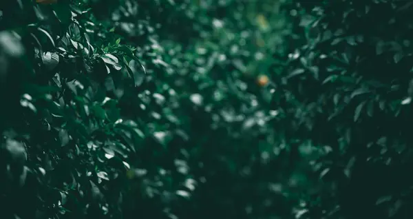 Unscharfer Hintergrund Von Blättern Dunklen Tönen Grüne Üppige Garten Tapete Stockbild