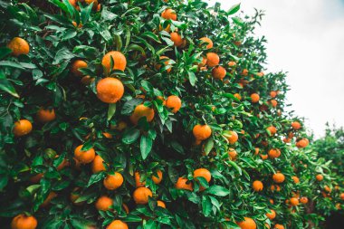 Yeşil yapraklı mandalina bahçesi ve yağmur damlalarıyla kaplı olgun meyveler. Olgunlaşan narenciye meyveleriyle Mandarin Bahçesi. Doğal meyve arka planı..