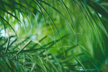 Parlak yeşil tonlarda tropik yaz arkaplanı. Palmiye dalına yakın çekim. Palmiye yaprağının ayrıntıları. Tropik yaz atmosferi. Boşluğu kopyala