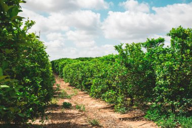 Turunçgil bahçesi. Çiçekli yeşil ağaçları olan narenciye bahçesi. Doğal bahçe manzarası. İsrail 'deki narenciye tarlaları.