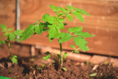 Genç domates tohumu toprakta büyüyor. Açık havada yeni domates filizleri yetişiyor. Genç domates filizlenir..