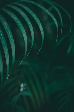 Palmiye dalına yakın çekim. Palmiye yaprağının ayrıntıları. Koyu yeşil tonlarda tropikal orman arkaplanı. Avuç içi yaprakları, dikey çekim