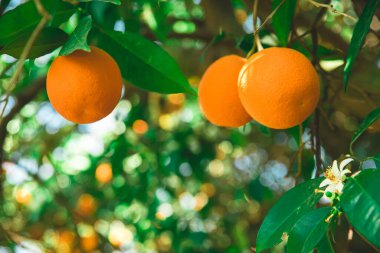 Olgun sulu meyvelerle portakal ağacı dalı. Doğal meyve arka planı..