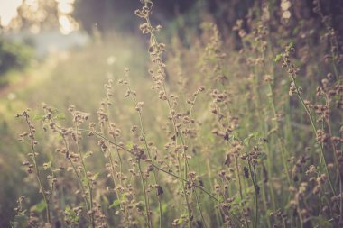 Sıcak retro tonlarda kır çiçekleri. Çimen ve kır çiçeklerinin olduğu doğa arka planı. Akşam gün batımında çayır. Güneşin altında çimenlik. Yumuşak odak.