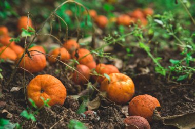 Mandalina meyveleri bahçede yerde yatıyor. Doğal çürüme ve yerde mandalina meyvelerinin çürümesi. yakın plan