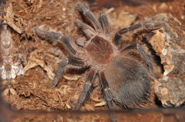 Örümcek, teraryum, tarantula, tarantulalar, örümcekler, örümcekler, örümcekler, örümcekler, örümcekgiller, büyük boy, yırtıcılar, nefsi müdafaa, iğneler, egzotik hayvanlar, meraklılar, çeşitli yaşam alanları.