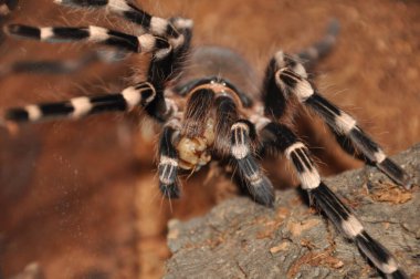 Örümcek, teraryum, tarantula, tarantulalar, örümcekler, örümcekler, örümcekler, örümcekler, örümcekgiller, büyük boy, yırtıcılar, nefsi müdafaa, iğneler, egzotik hayvanlar, meraklılar, çeşitli yaşam alanları.