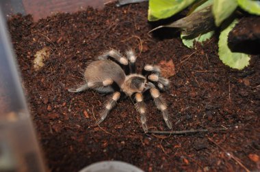 Örümcek, teraryum, tarantula, tarantulalar, örümcekler, örümcekler, örümcekler, örümcekler, örümcekgiller, büyük boy, yırtıcılar, nefsi müdafaa, iğneler, egzotik hayvanlar, meraklılar, çeşitli yaşam alanları.