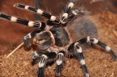 Örümcek, teraryum, tarantula, tarantulalar, örümcekler, örümcekler, örümcekler, örümcekler, örümcekgiller, büyük boy, yırtıcılar, nefsi müdafaa, iğneler, egzotik hayvanlar, meraklılar, çeşitli yaşam alanları.