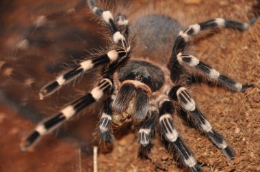 Örümcek, teraryum, tarantula, tarantulalar, örümcekler, örümcekler, örümcekler, örümcekler, örümcekgiller, büyük boy, yırtıcılar, nefsi müdafaa, iğneler, egzotik hayvanlar, meraklılar, çeşitli yaşam alanları.