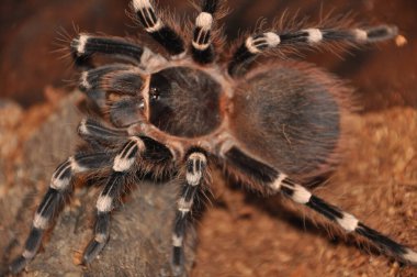  pianjen, terariu, tarantula, tarantule, pianjeni, arahnide, Theraphosidae, dimensiuni mari, prdtoare, autoaprare, fire urticante, animale de accompie exotice, entuziati, habitat variat