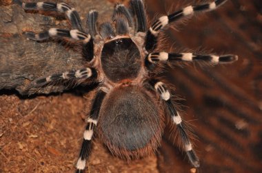  pianjen, terariu, tarantula, tarantule, pianjeni, arahnide, Theraphosidae, dimensiuni mari, prdtoare, autoaprare, fire urticante, animale de accompie exotice, entuziati, habitat variat
