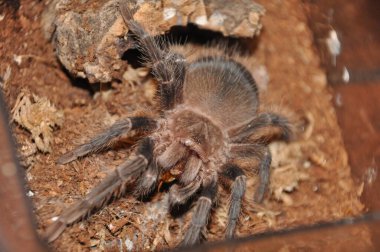  pianjen, terariu, tarantula, tarantule, pianjeni, arahnide, Theraphosidae, dimensiuni mari, prdtoare, autoaprare, fire urticante, animale de accompie exotice, entuziati, habitat variat