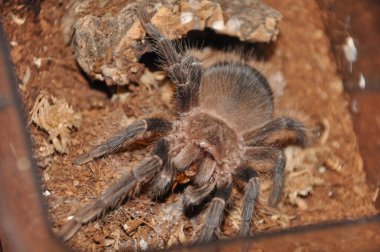  pianjen, terariu, tarantula, tarantule, pianjeni, arahnide, Theraphosidae, dimensiuni mari, prdtoare, autoaprare, fire urticante, animale de accompie exotice, entuziati, habitat variat