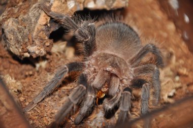  pianjen, terariu, tarantula, tarantule, pianjeni, arahnide, Theraphosidae, dimensiuni mari, prdtoare, autoaprare, fire urticante, animale de accompie exotice, entuziati, habitat variat