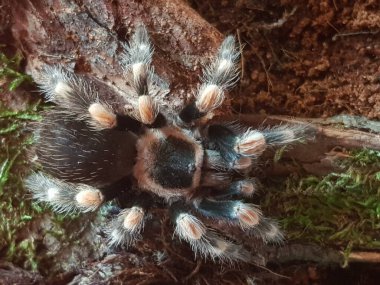  pianjen, terariu, tarantula, tarantule, pianjeni, arahnide, Theraphosidae, dimensiuni mari, prdtoare, autoaprare, fire urticante, animale de accompie exotice, entuziati, habitat variat