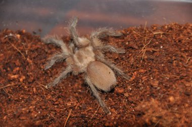  pianjen, terariu, tarantula, tarantule, pianjeni, arahnide, Theraphosidae, dimensiuni mari, prdtoare, autoaprare, fire urticante, animale de accompie exotice, entuziati, habitat variat