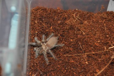  pianjen, terariu, tarantula, tarantule, pianjeni, arahnide, Theraphosidae, dimensiuni mari, prdtoare, autoaprare, fire urticante, animale de accompie exotice, entuziati, habitat variat