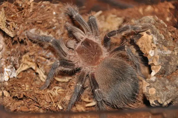  pianjen, terariu, tarantula, tarantule, pianjeni, arahnide, Theraphosidae, dimensiuni mari, prdtoare, autoaprare, fire urticante, animale de accompie exotice, entuziati, habitat variat