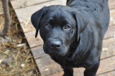 Labrador köpeklerinin büyüleyici evrenini keşfedin. Sadık, dost canlısı ve zeki. Eşsiz bir dostluk için zarafetle sadakati birleştiren özel bir köpek cinsi. Golden retriever, çalışan köpek, muhteşem köpek, sağlıklı köpek, altın labrador, 